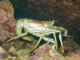 064 Spiny Lobster IMG 5413